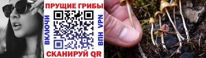 Купить закладки  Олонец  Псилоцибиновые грибы мицелий 